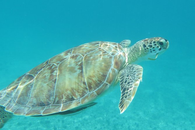 Lebensräume schützen und Schildkröten Hurghada sowie Seekühe Ägypten beobachten – Häufig gestellte Fragen